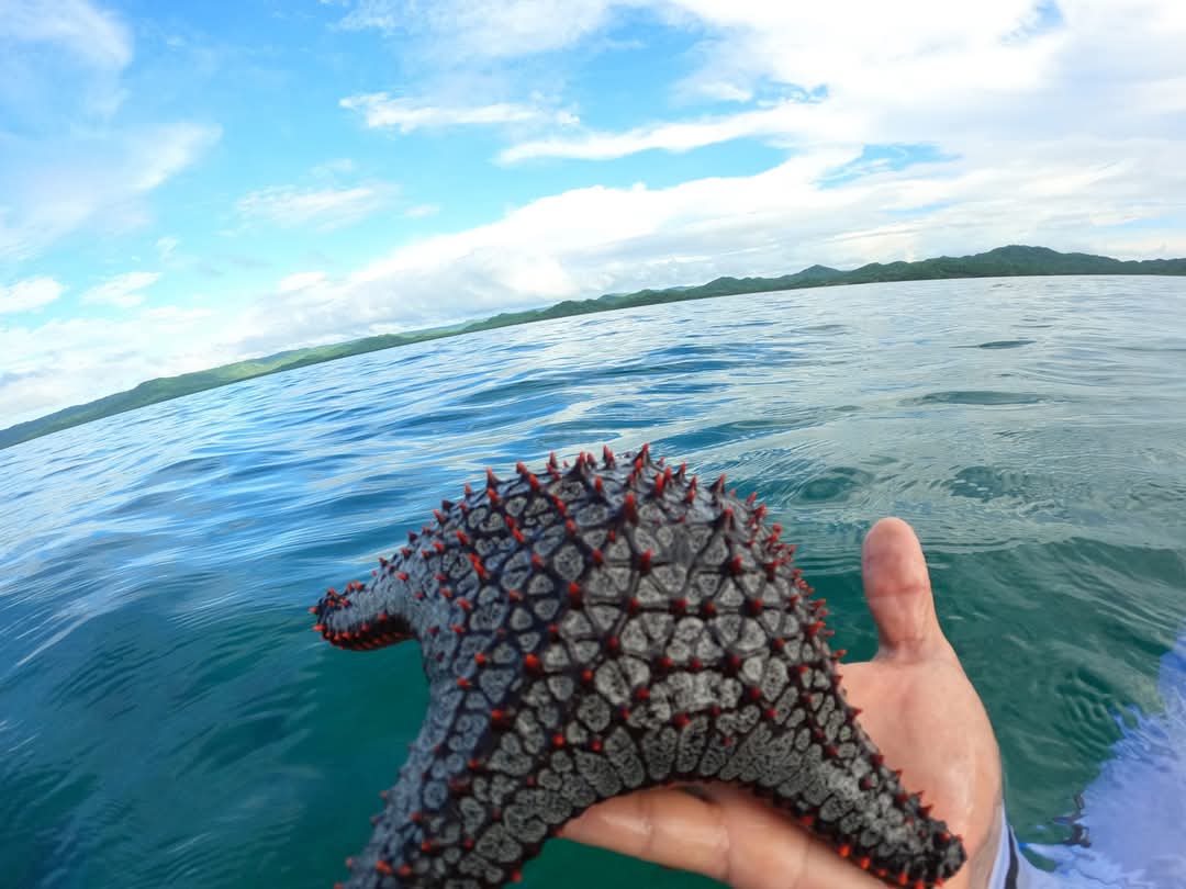 Sea star held over crystal clear Pacific water on snorkeling tour Costa Rica