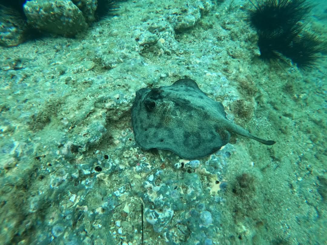 Stingray spotted while snorkeling on guided tour at Santa Elena Bay Costa Rica